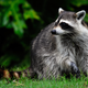 Pictured: Promotional still from the upcoming Rocket: A Raccoon’s Story